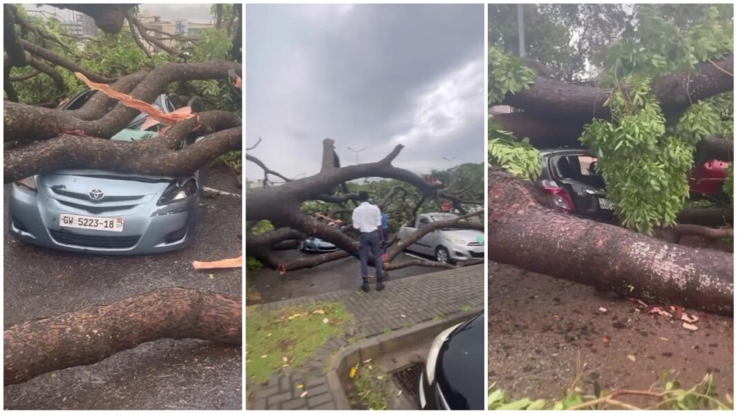 Trees crash vehicles at Airport after Monday morning’s rainfall